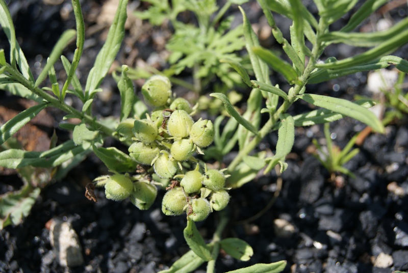 Image of Argusia rosmarinifolia specimen.