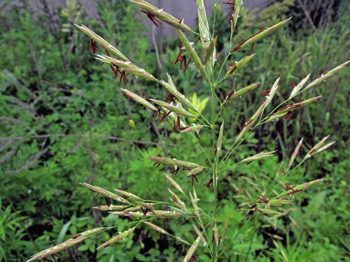 Image of Bromopsis inermis specimen.