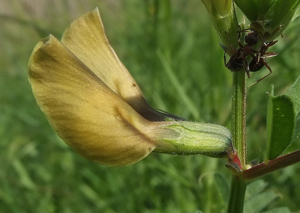 Image of Vicia grandiflora specimen.