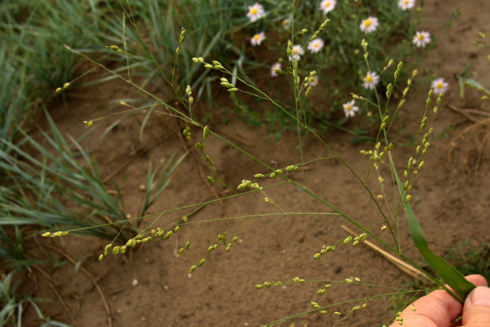 Image of Panicum miliaceum ssp. ruderale specimen.