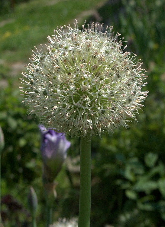 Изображение особи Allium gultschense.