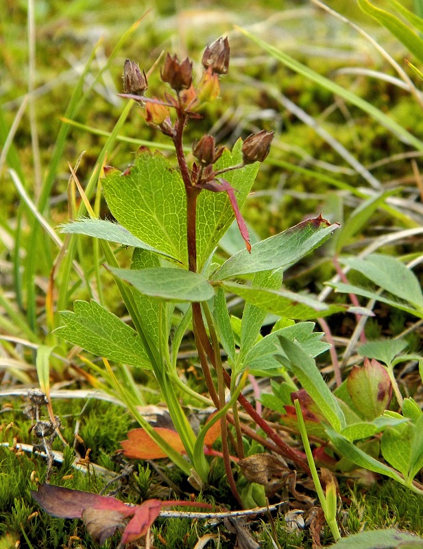 Image of Sibbaldia procumbens specimen.