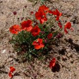 Papaver rhoeas