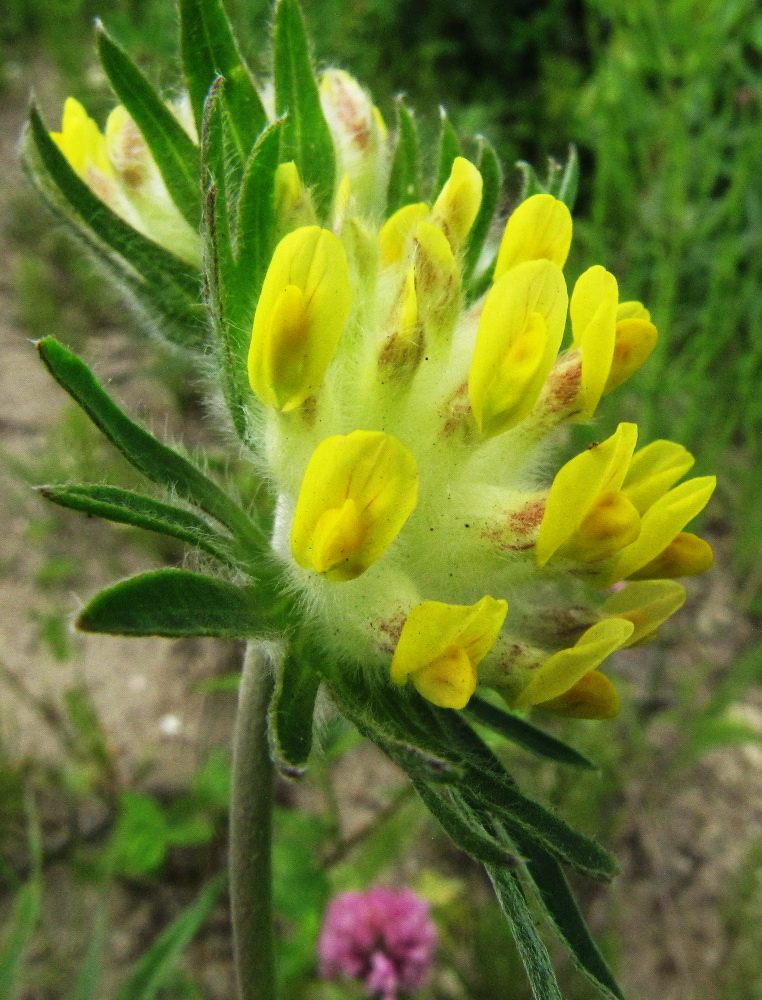 Изображение особи Anthyllis vulneraria.