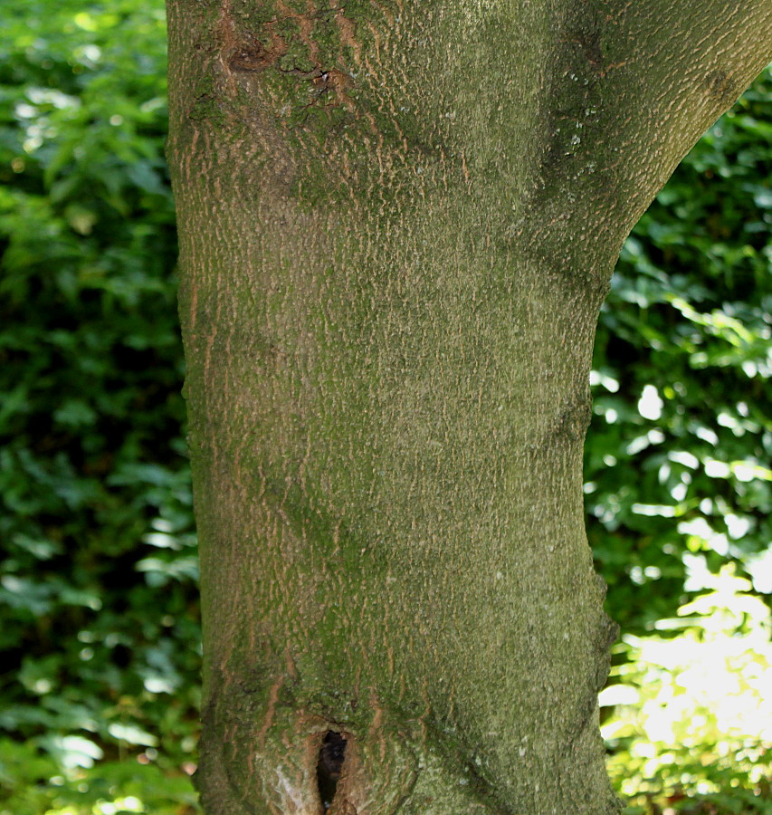 Image of Magnolia salicifolia specimen.