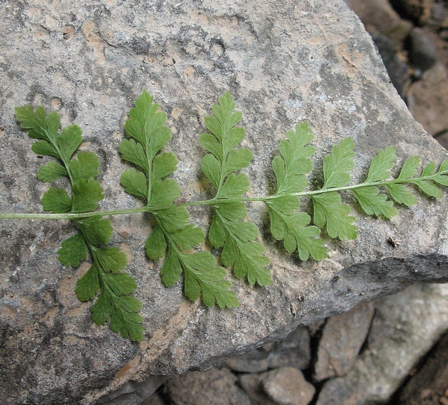 Image of Cystopteris fragilis specimen.