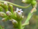 Cuscuta monogyna. Цветок и бутоны. Украина, г. Запорожье, о-в Хортица. 18.08.2012.