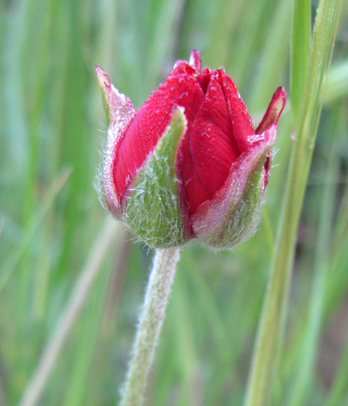 Image of Ranunculus asiaticus specimen.