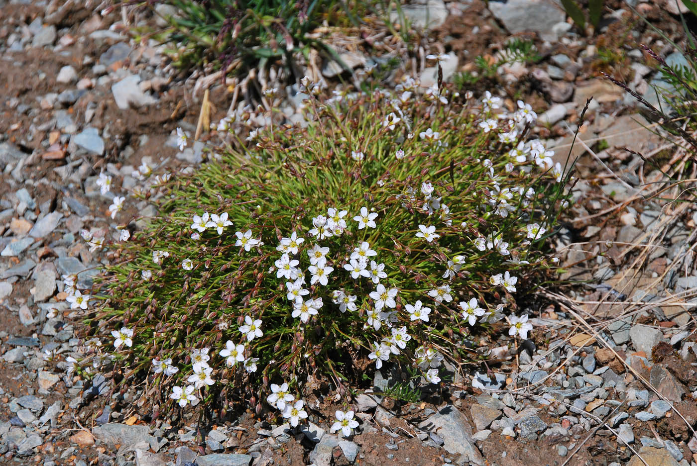 Image of Minuartia uralensis specimen.