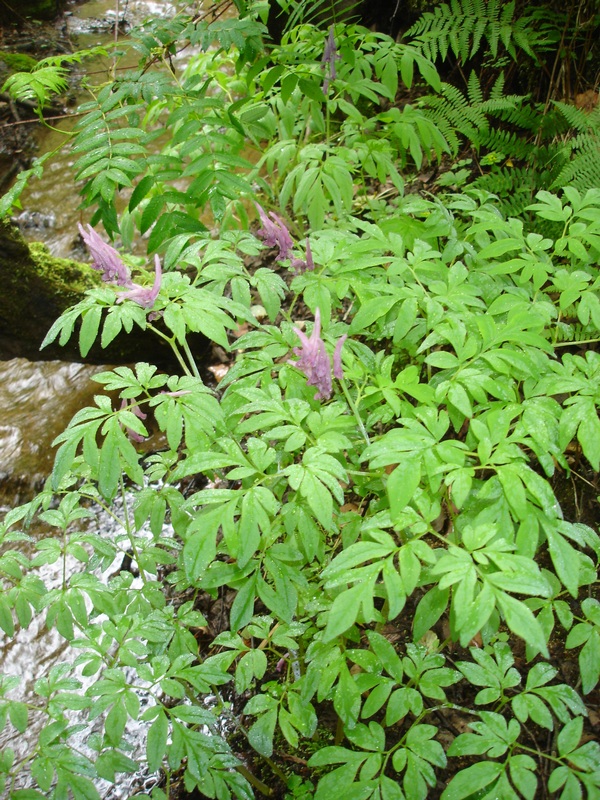 Image of Corydalis gigantea specimen.