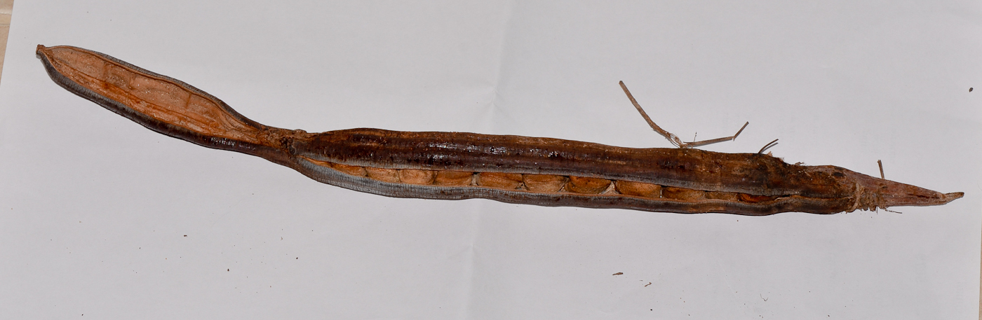 Image of Moringa peregrina specimen.