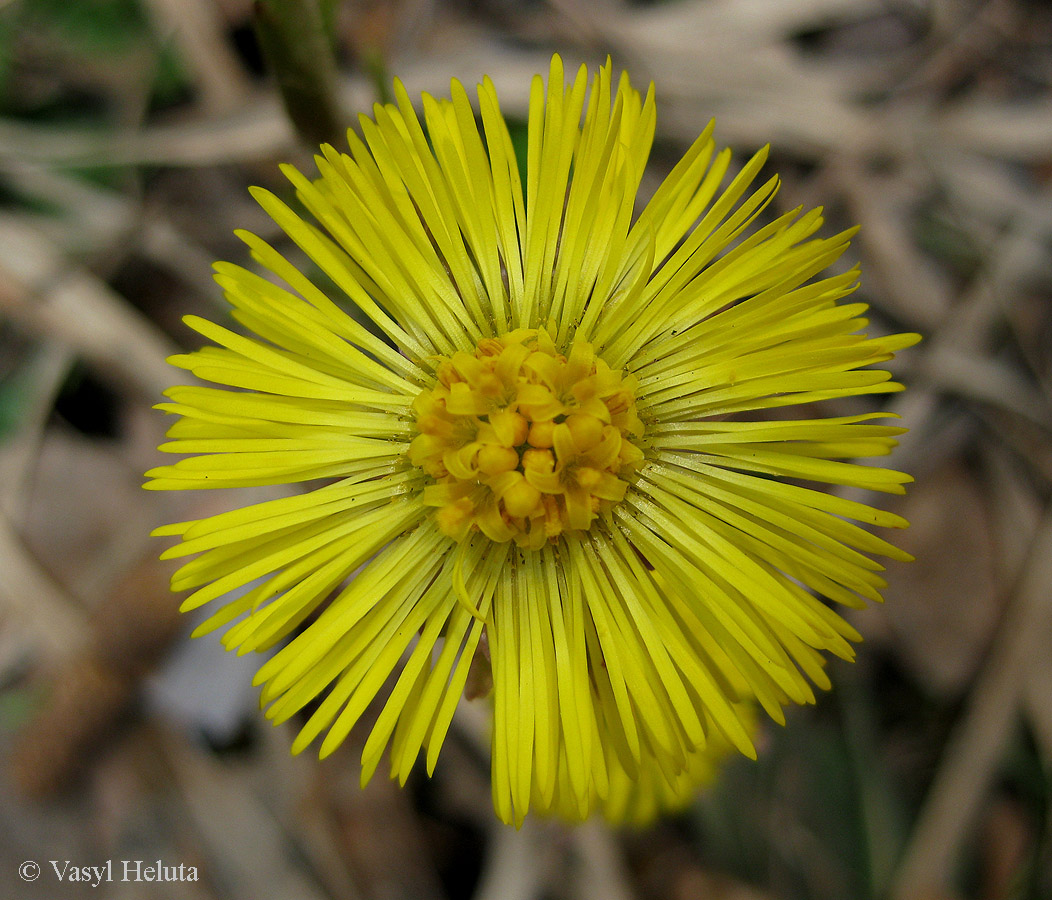 Image of Tussilago farfara specimen.