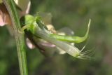 Lathyrus lacteus. Внутренняя часть цветка. Крым, Симферополь, степной склон в окр. Марьино. 28 апреля 2013 г.