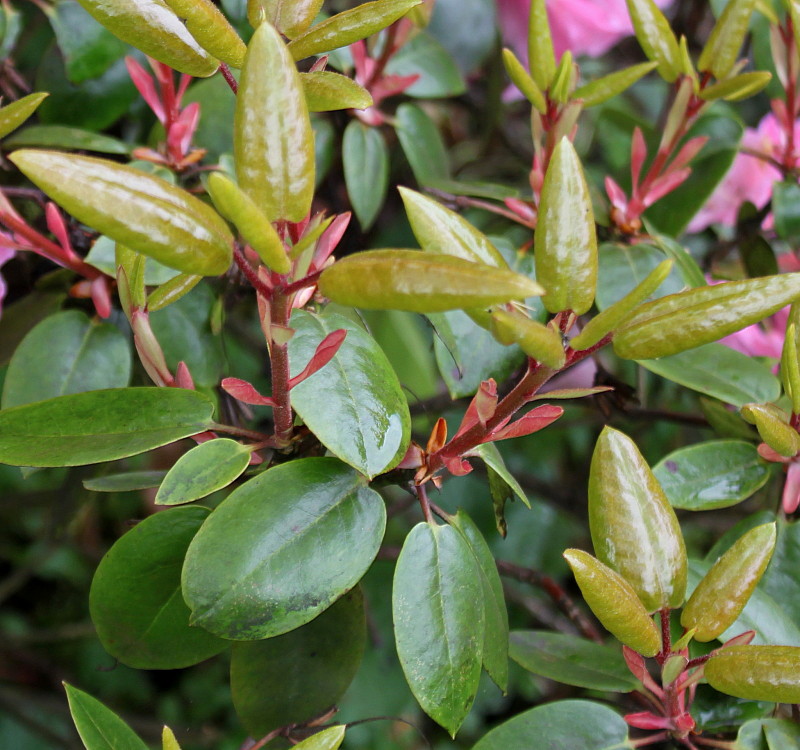 Image of genus Rhododendron specimen.