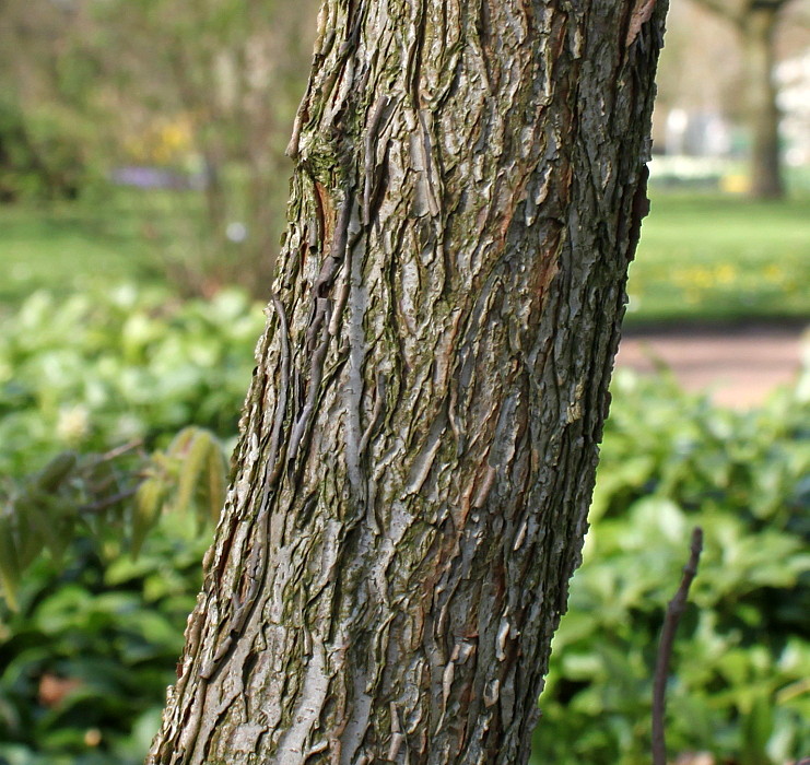 Image of Acer triflorum specimen.