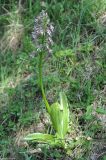 Orchis purpurea subspecies caucasica. Цветущее растение. Нагорный Карабах, Мартунинский р-н, окр. дер. Мсмна, опушка широколиственного леса. 06.05.2013.