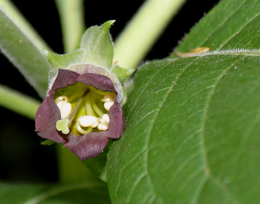 Image of Atropa bella-donna specimen.