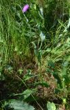 Смотреть изображение род Cirsium