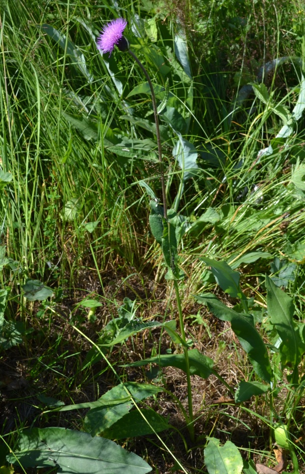 Image of genus Cirsium specimen.