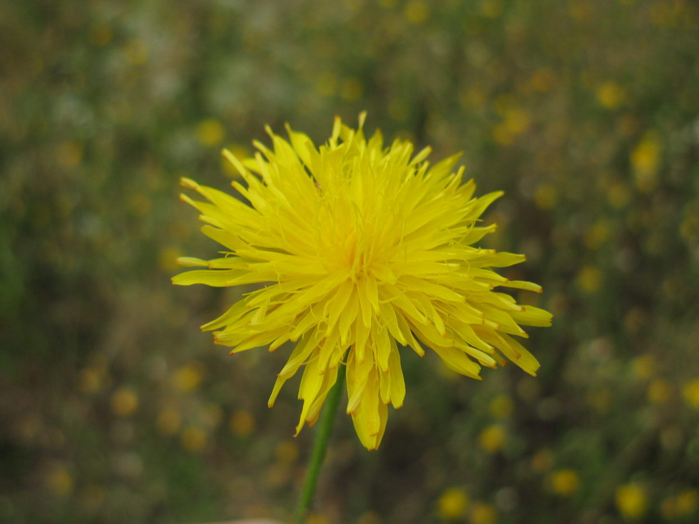 Изображение особи Crepis rhoeadifolia.