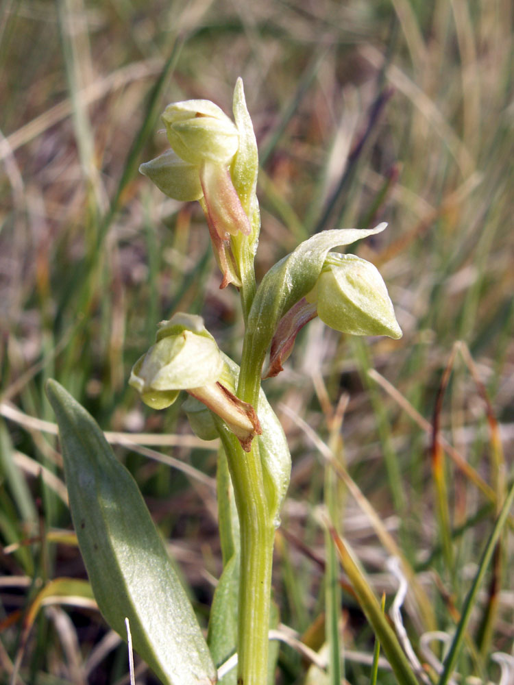 Изображение особи Dactylorhiza viridis.