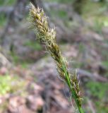 Carex appropinquata. Верхушка побега с соцветиями. Костромская обл., Кологривский р-н, заповедник \"Кологривский лес\", осоково-сфагновое болото. 30 мая 2013 г.