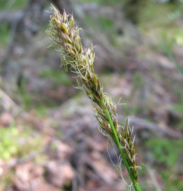 Изображение особи Carex appropinquata.