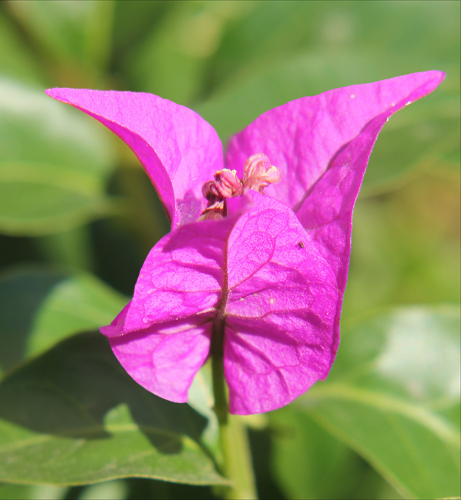 Image of Bougainvillea spectabilis specimen.