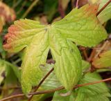 Geranium nodosum. Лист. Германия, г. Krefeld, Ботанический сад. 06.08.2013.