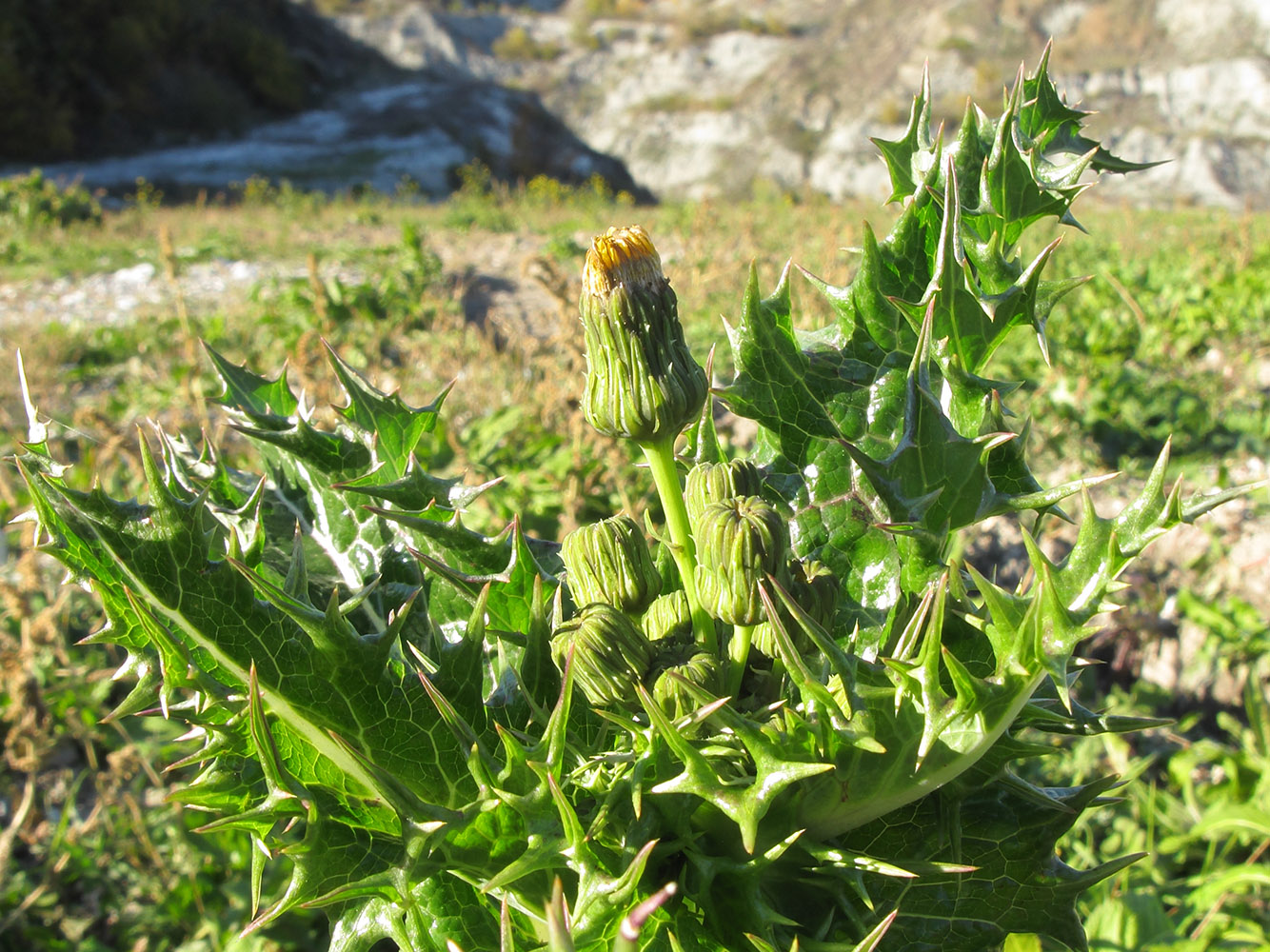 Image of Sonchus asper specimen.