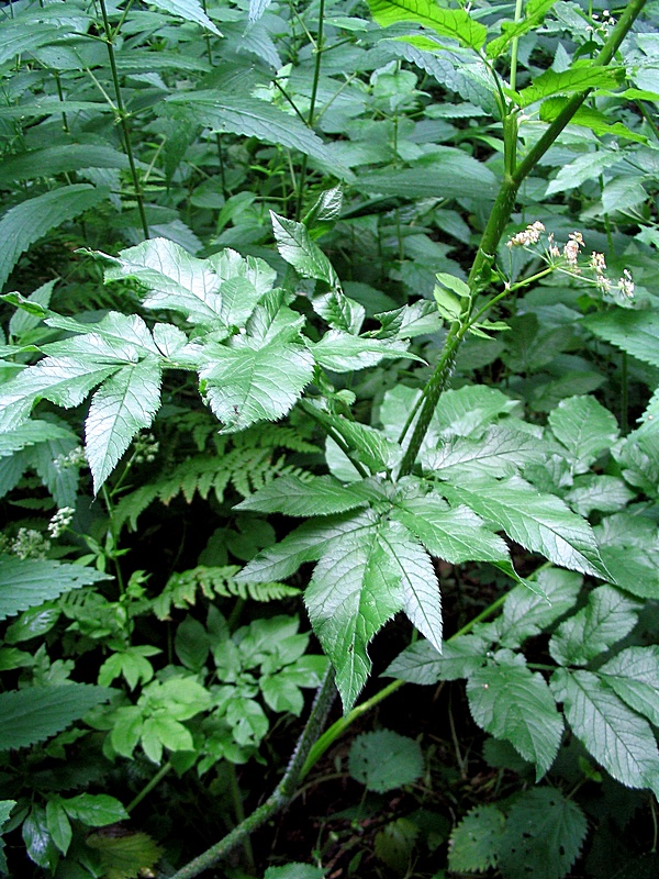 Image of Chaerophyllum aromaticum specimen.