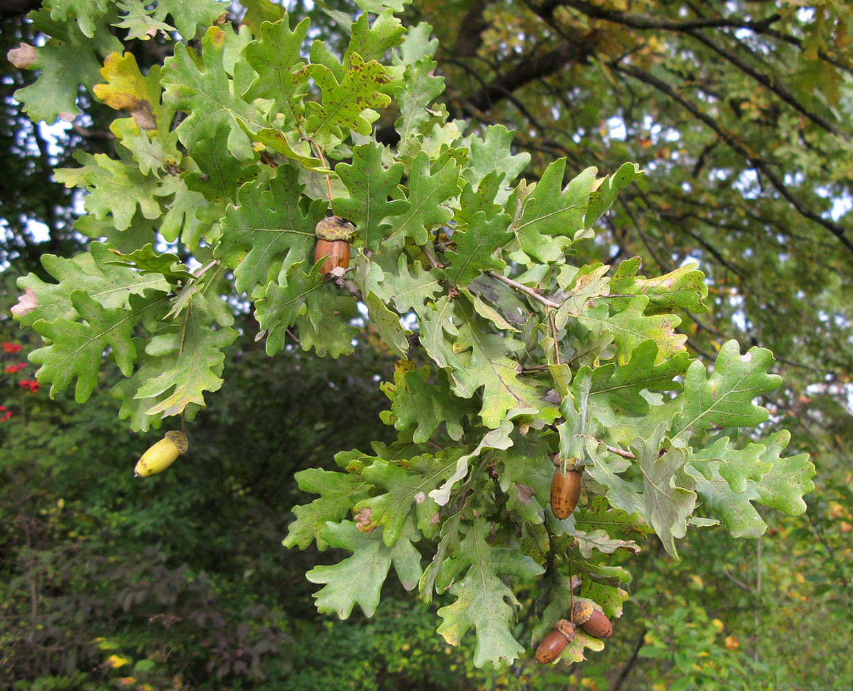Изображение особи Quercus pedunculiflora.
