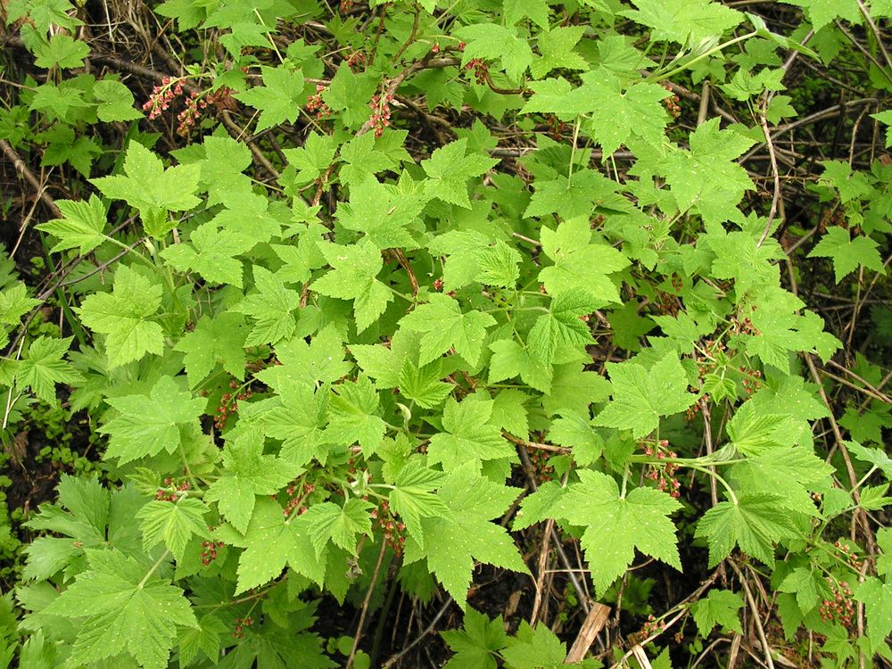 Изображение особи Ribes pallidiflorum.