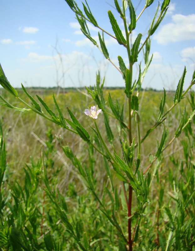 Изображение особи Epilobium tetragonum.