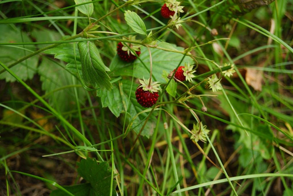 Изображение особи Fragaria vesca.