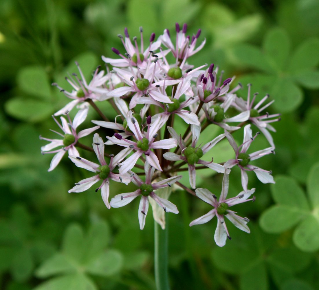 Image of Allium tel-avivense specimen.