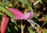 Eremophila maculata