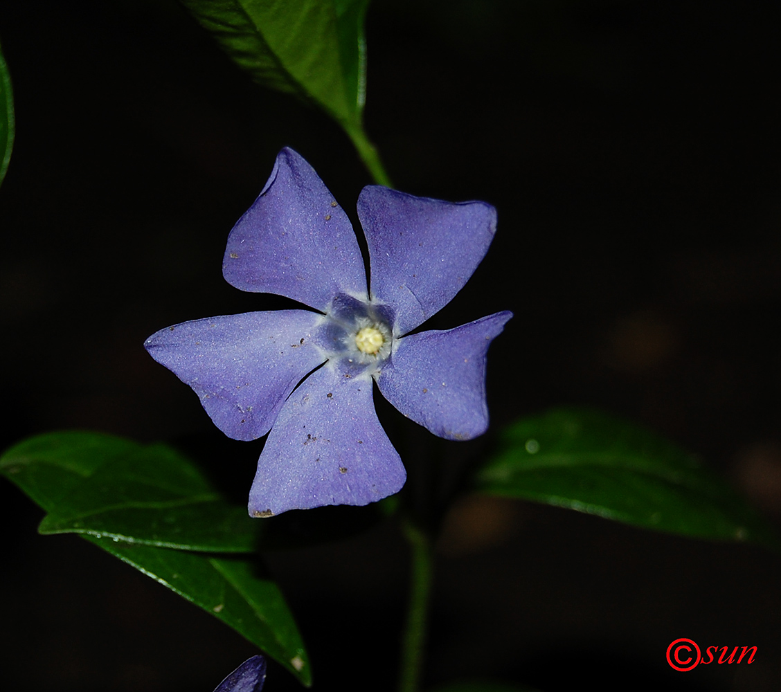 Image of Vinca minor specimen.