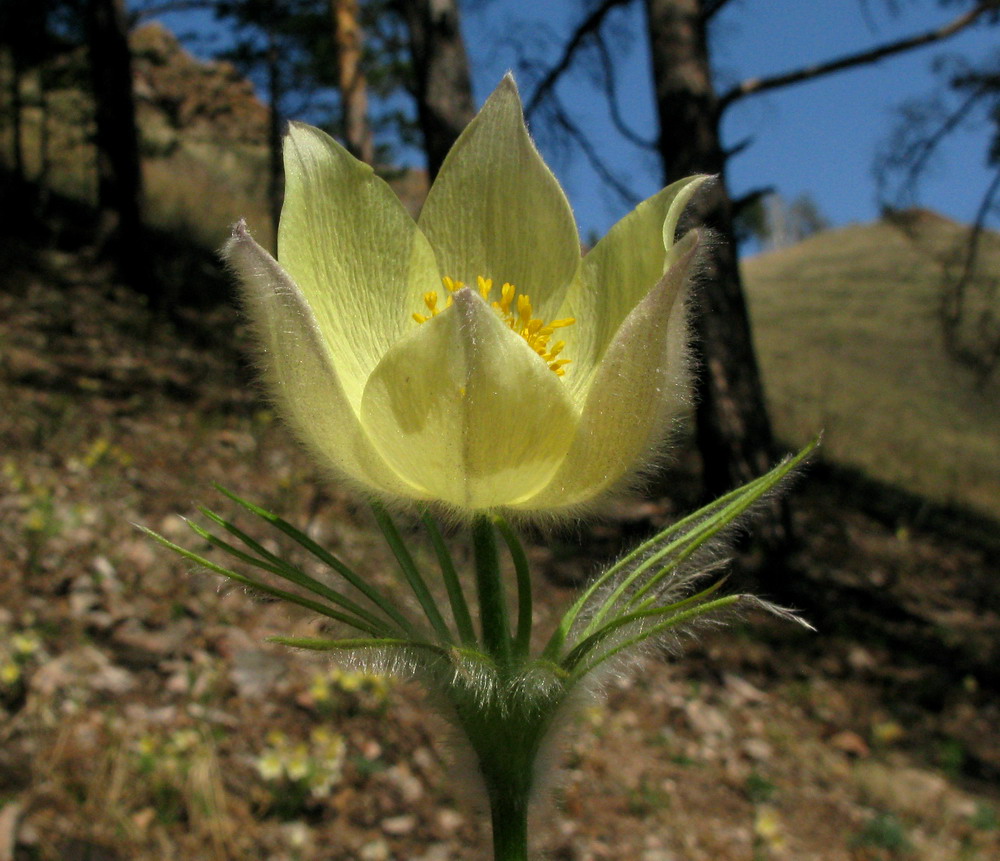 Image of Pulsatilla orientali-sibirica specimen.