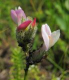 Astragalus macropus