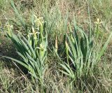 Iris halophila. Цветущие растения. Восточный Казахстан, Уланский район, окр. с. Украинка. 02.06.2012.
