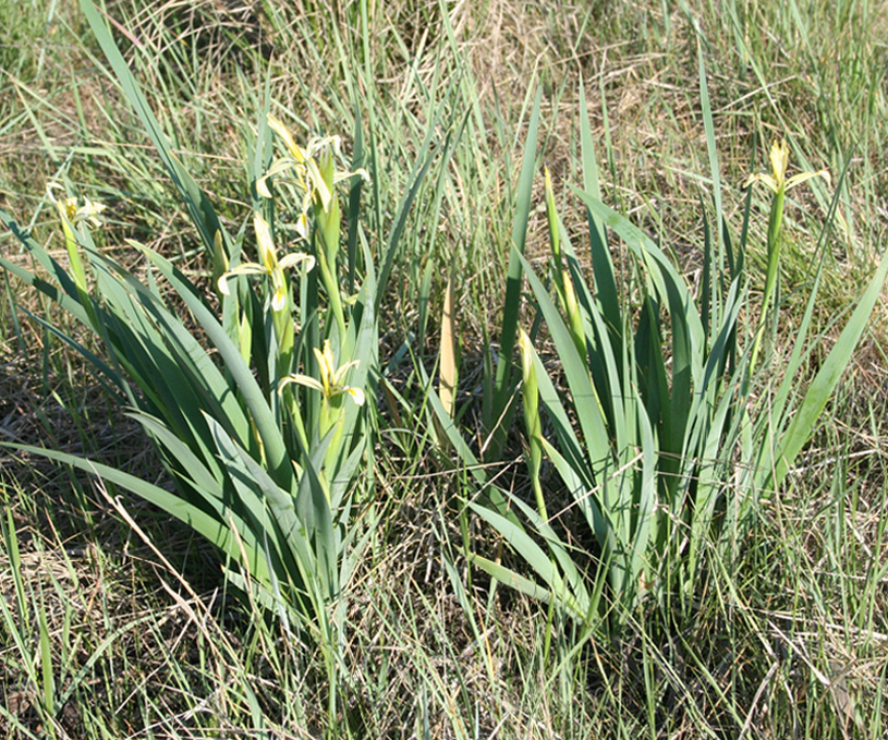 Image of Iris halophila specimen.