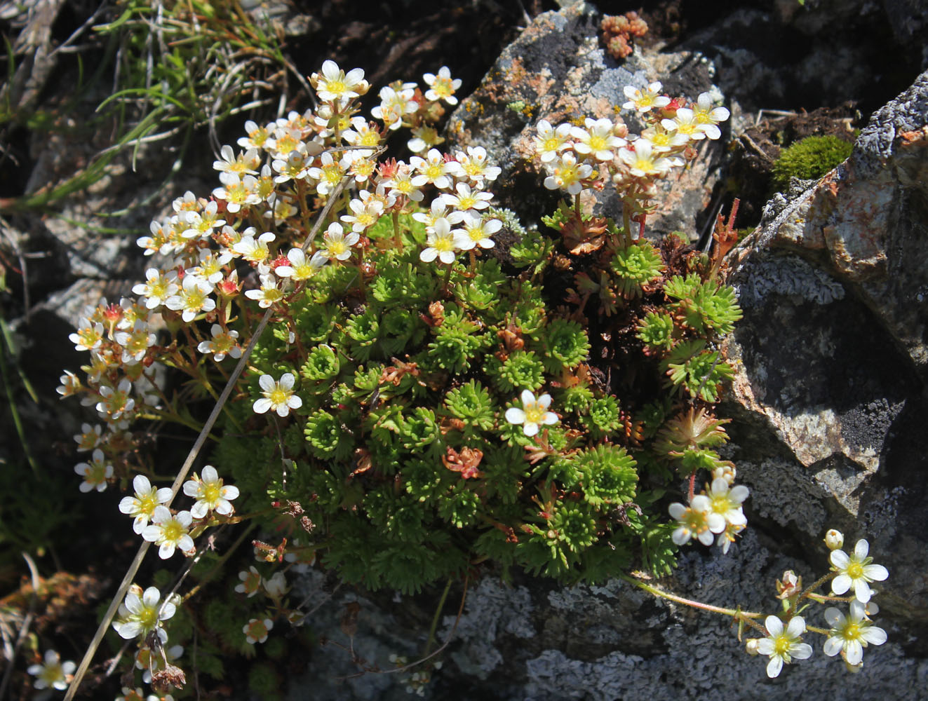 Изображение особи Saxifraga adenophora.