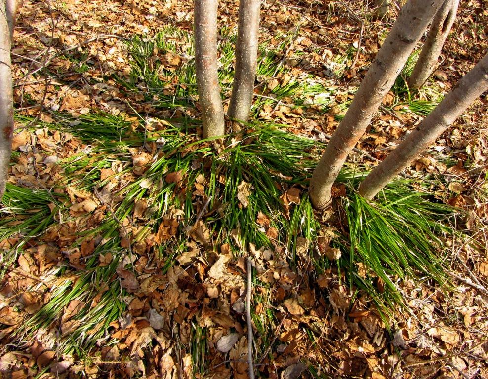 Image of genus Carex specimen.