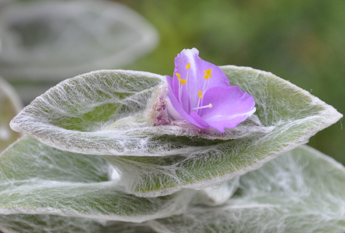 Изображение особи Tradescantia sillamontana.