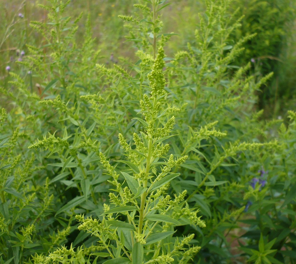 Image of Solidago canadensis specimen.