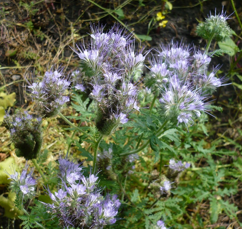 Image of Phacelia tanacetifolia specimen.