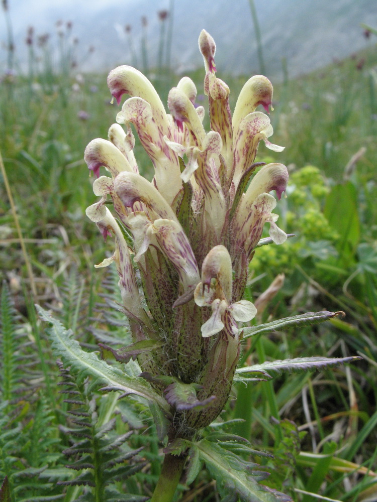 Image of Pedicularis pubiflora specimen.