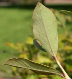 Lyonia ligustrina. Верхушка побега (у листьев видна их нижняя сторона). Германия, г. Дюссельдорф, Ботанический сад университета. 05.09.2014.