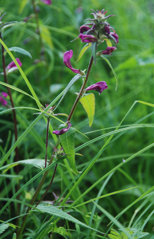 Image of Pedicularis resupinata specimen.